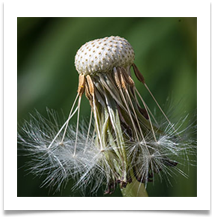 07 dandelion - Rob Shaw